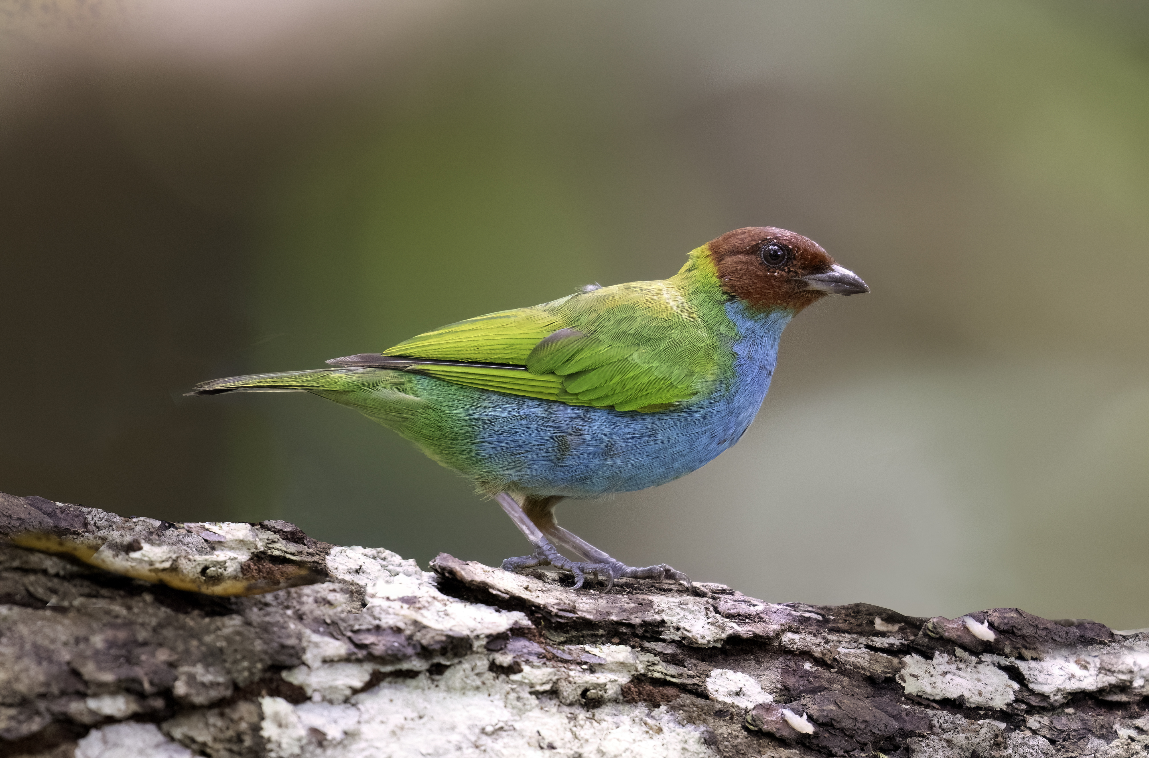 Bay-headed Tanager
Tangara gyrola
English: Bay-headed Tanager
Español: Tangara cabecibaya
Français: Calliste rouverdin
Scientific: Tangara gyrola

Cerro Azul, Panamá — Photo by Leo Wiznitzer