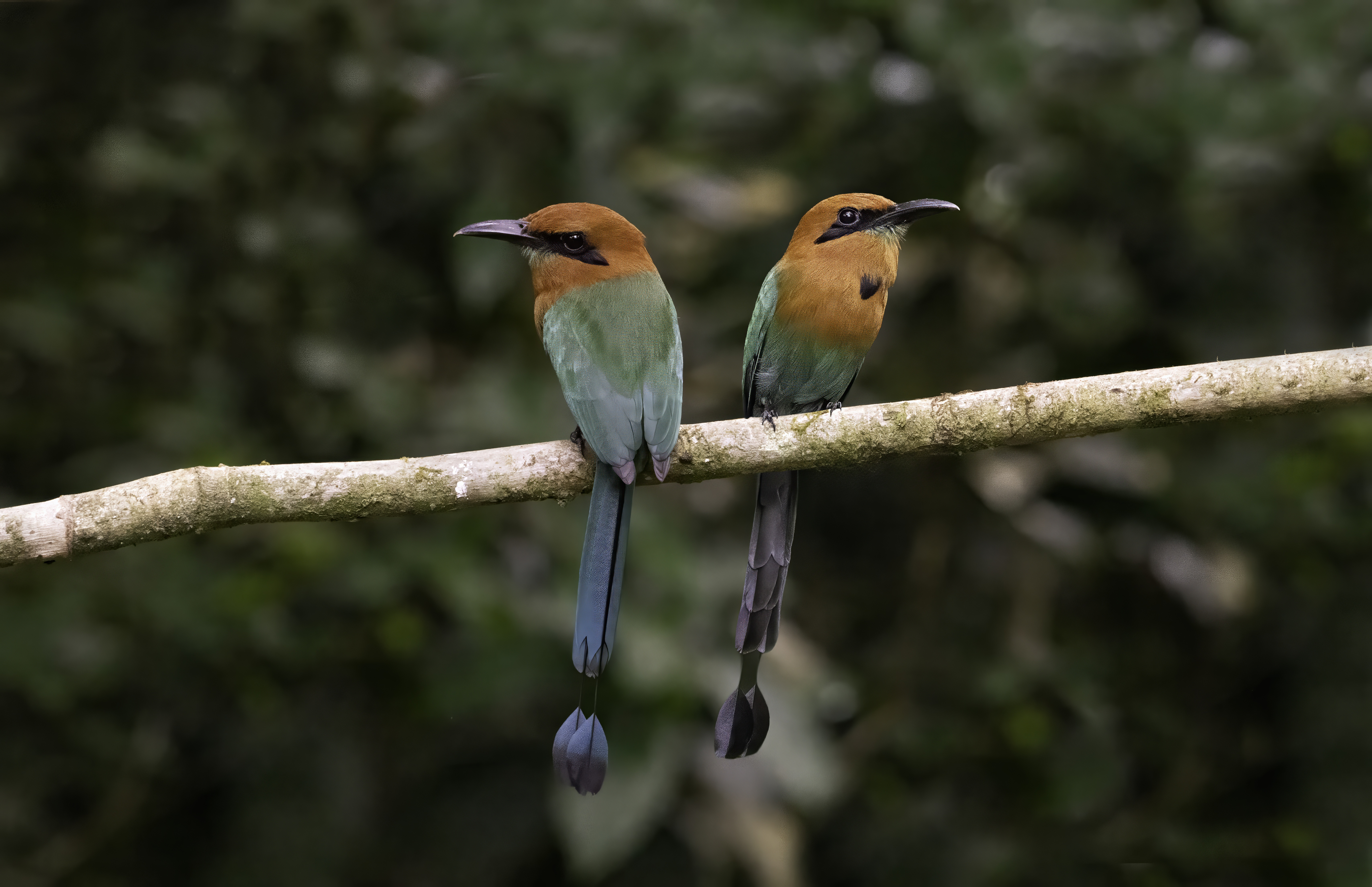 Broad-billed Motmot
Electron platyrhynchum
English: Broad-billed Motmot
Español: Momoto picoancho
Français: Motmot à bec large
Scientific: Electron platyrhynchum

Cerro Azul, Panamá — Photo by Leo Wiznitzer