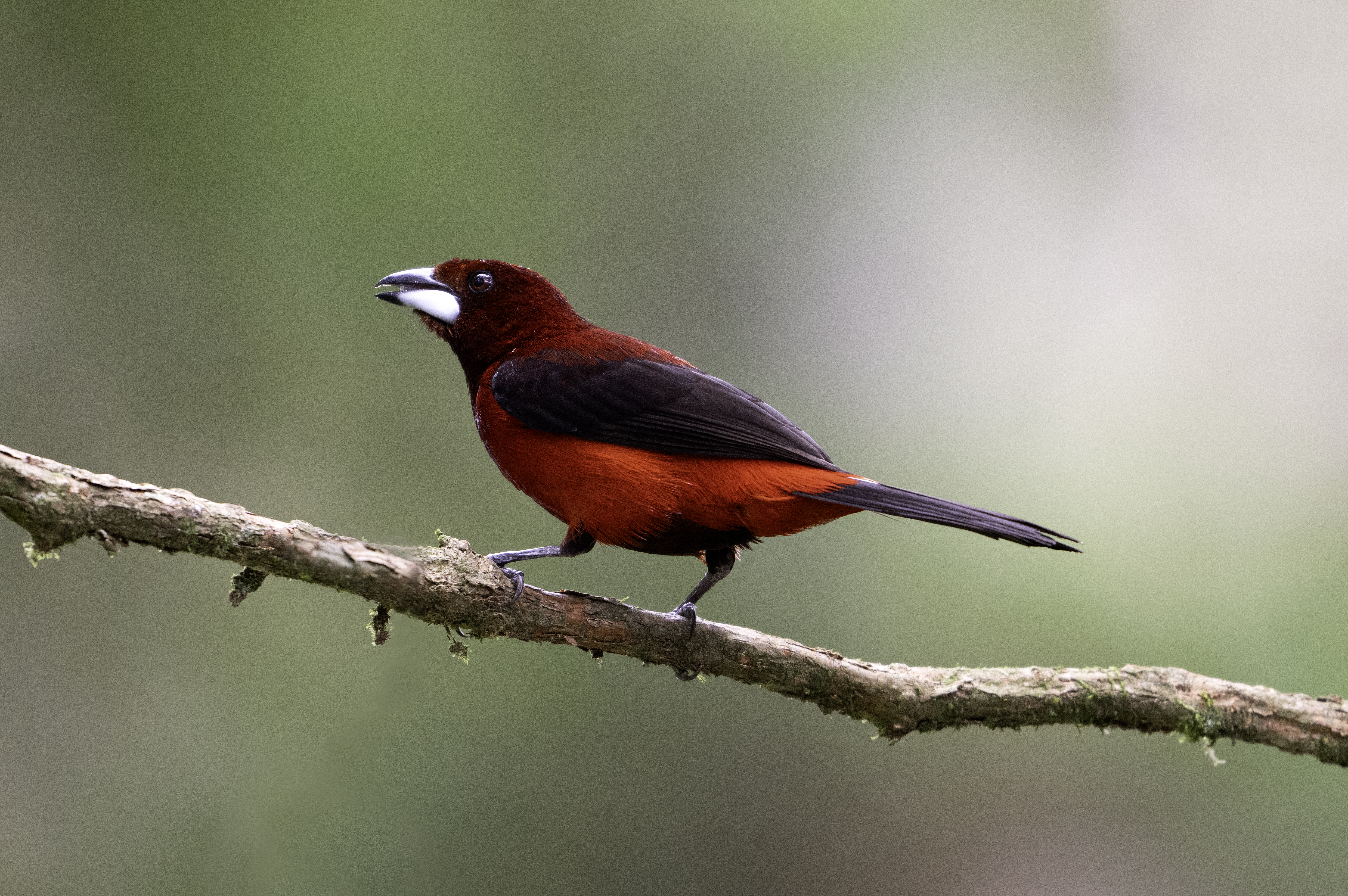 Crimson-backed Tanager
Ramphocelus dimidiatus
English: Crimson-backed Tanager
Español: Tangara dorsirroja
Français: Tangara à dos rouge
Scientific: Ramphocelus dimidiatus

Cerro Azul, Panamá — Photo by Leo Wiznitzer