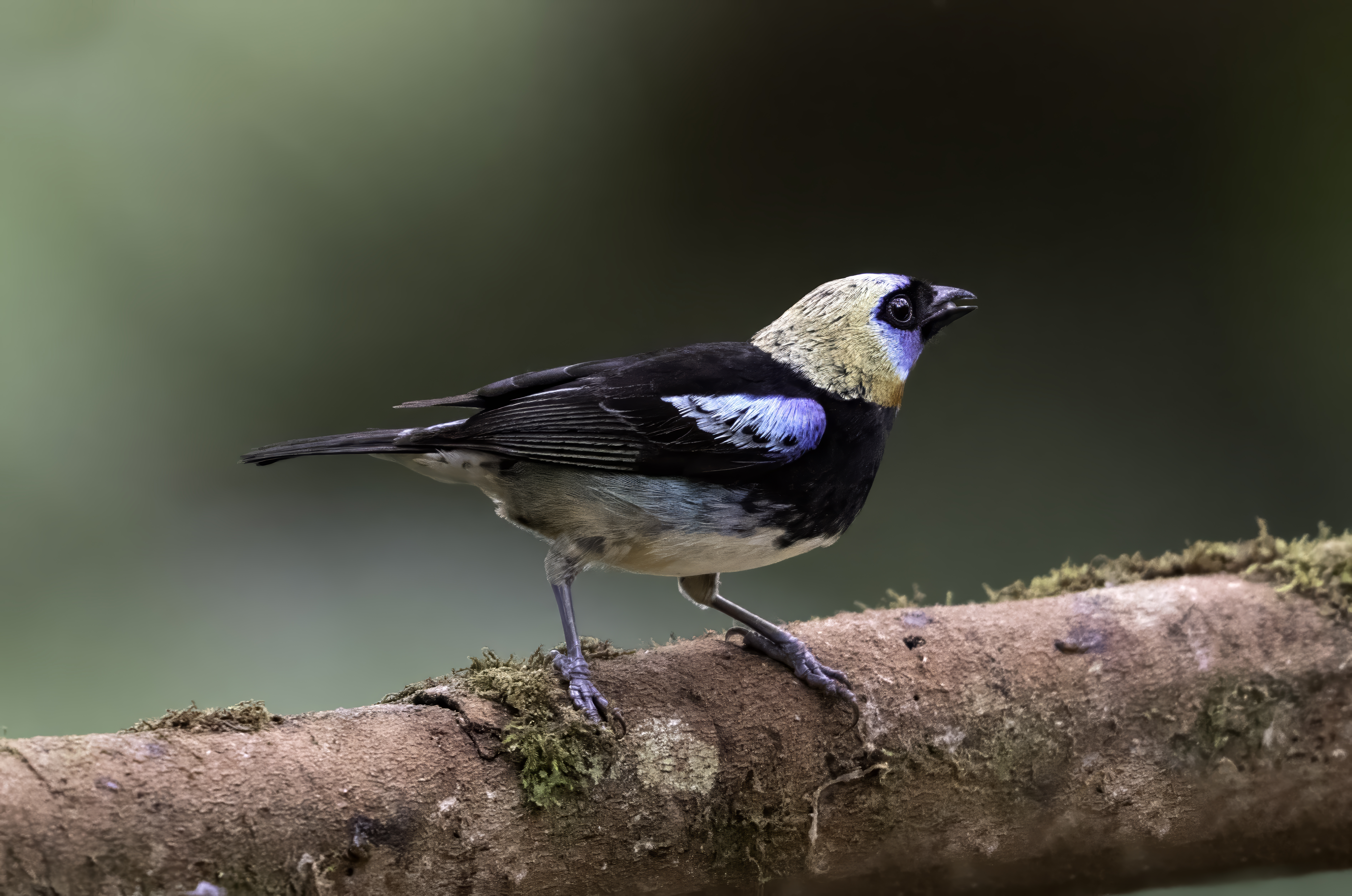 Golden-hooded Tanager
Tangara larvata
English: Golden-hooded Tanager
Español: Tangara cabecidorada
Français: Calliste à coiffe d'or
Scientific: Tangara larvata

Cerro Azul, Panamá — Photo by Leo Wiznitzer