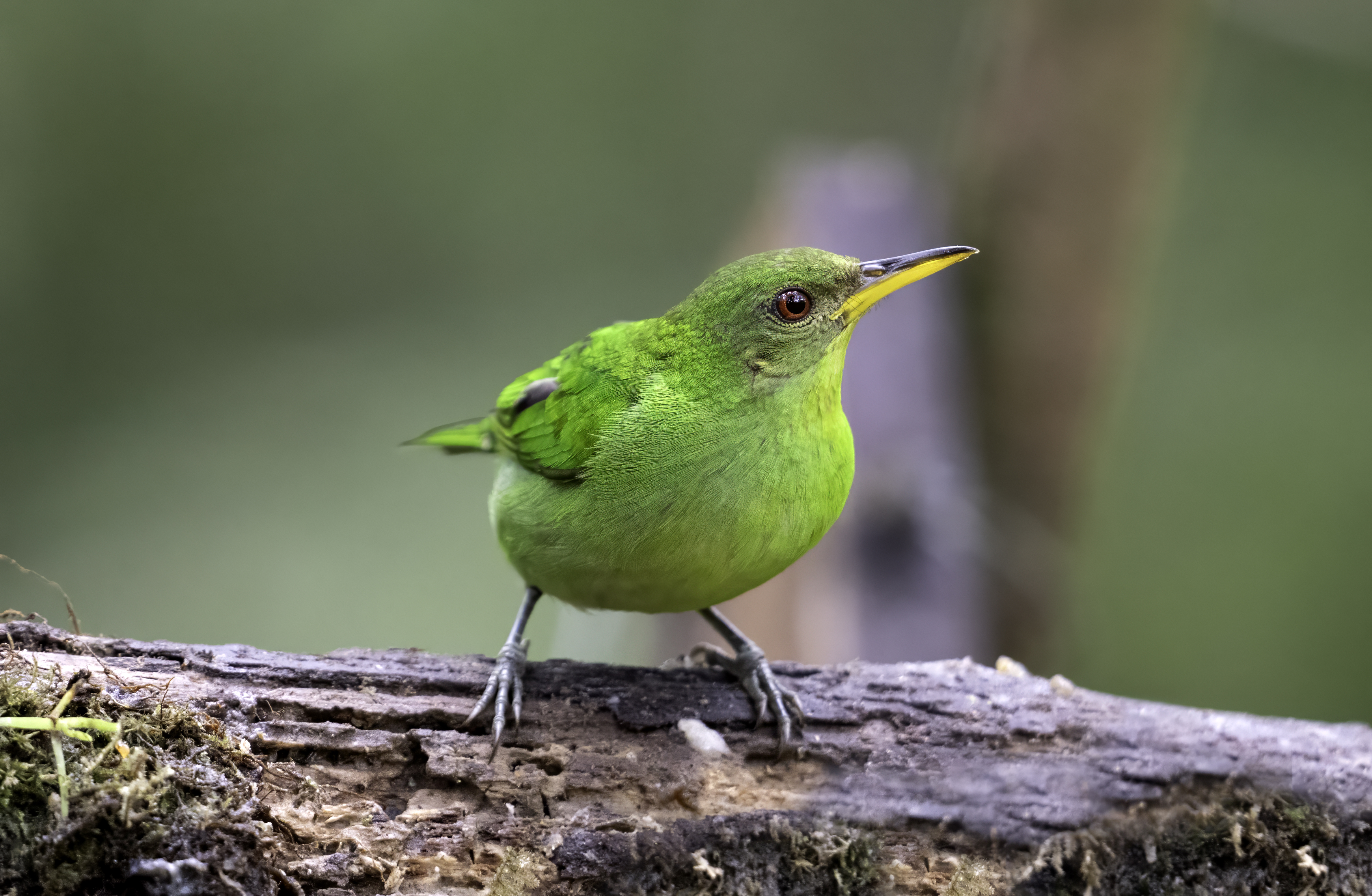 Green Honeycreeper
Chlorophanes spiza
English: Green Honeycreeper
Español: Mielero verde
Français: Guit-guit émeraude
Scientific: Chlorophanes spiza

Cerro Azul, Panamá — Photo by Leo Wiznitzer