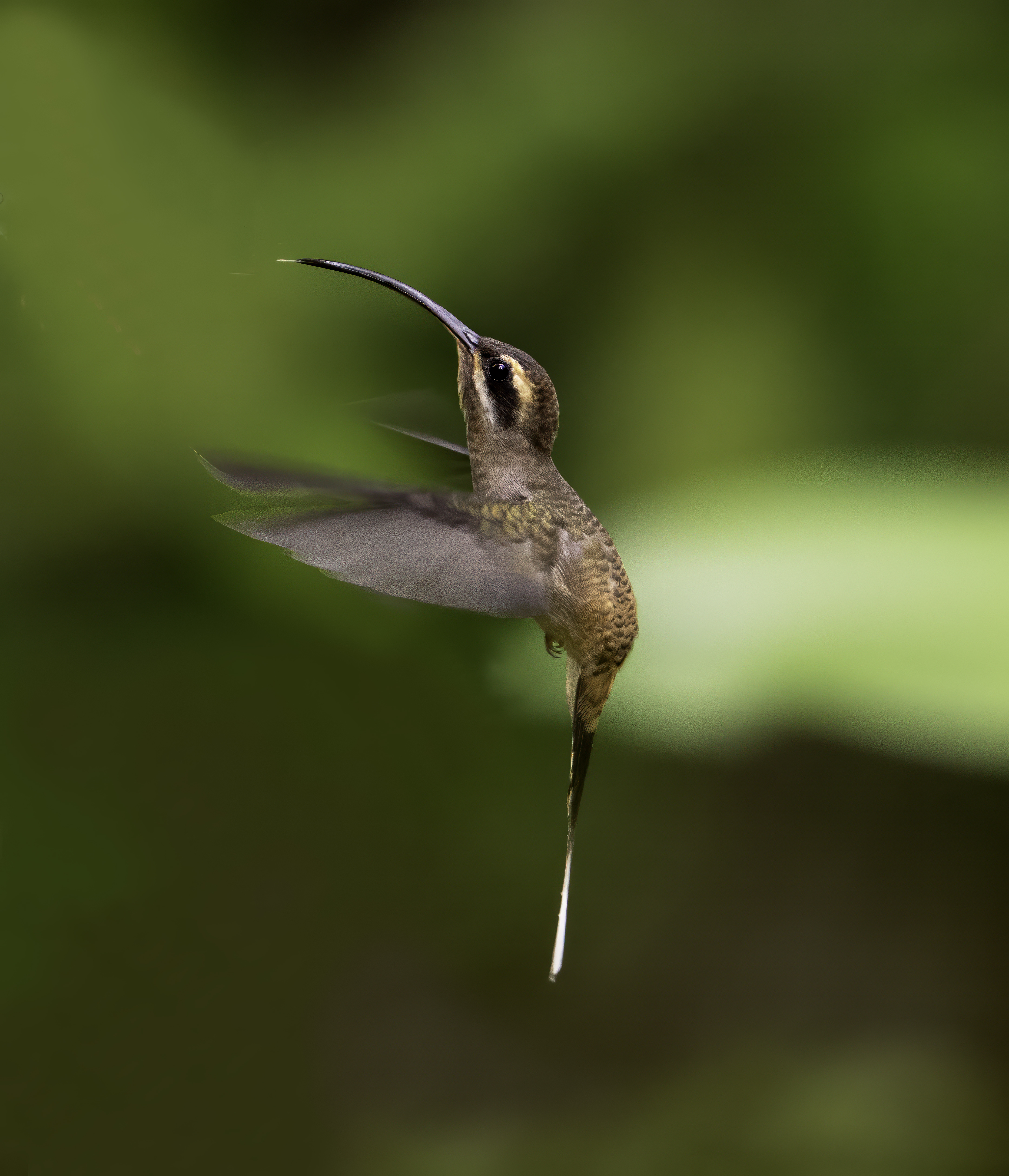 Long-billed Hermit
Phaethornis longirostris
English: Long-billed Hermit
Español: Ermitaño piquilargo
Français: Ermite à long bec
Scientific: Phaethornis longirostris

Cerro Azul, Panamá — Photo by Leo Wiznitzer