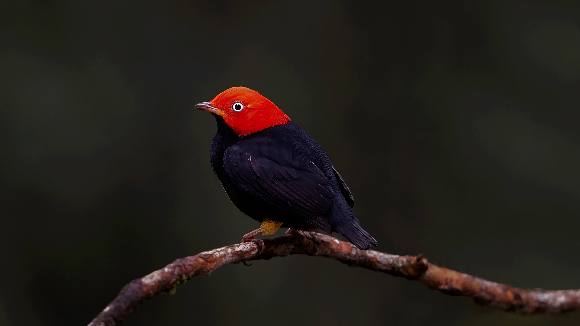Red capped manakin
Ceratopipra mentalis
Cerro Azul, Panamá — Photo by Leo Wiznitzer


