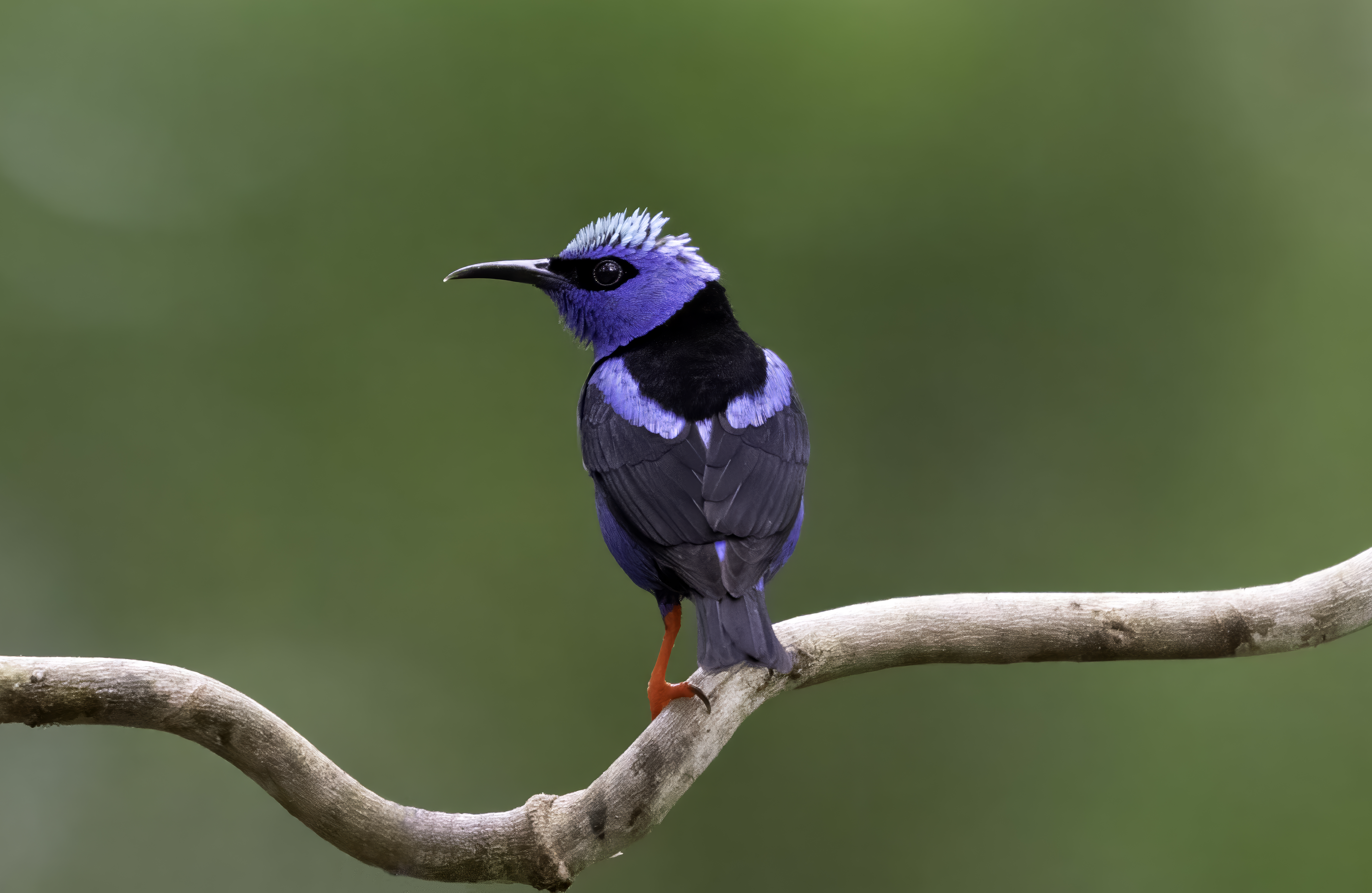 Red-legged Honeycreeper
Cyanerpes cyaneus
English: Red-legged Honeycreeper
Español: Mielero patirrojo
Français: Sucrier à pattes rouges
Scientific: Cyanerpes cyaneus

Cerro Azul, Panamá — Photo by Leo Wiznitzer