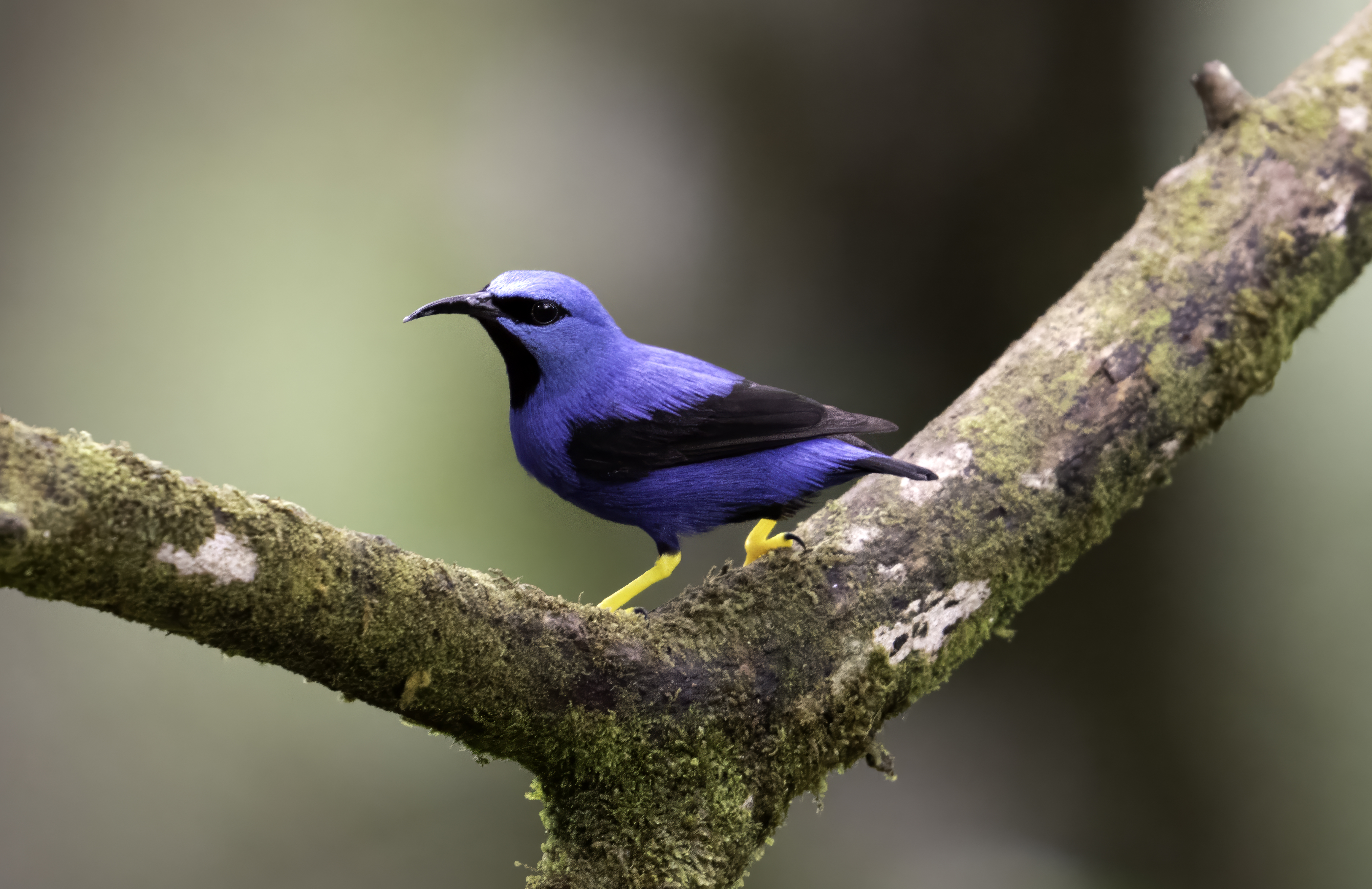 Shining Honeycreeper
Cyanerpes lucidus
English: Shining Honeycreeper
Español: Mielero luciente
Français: Guit-guit brillant
Scientific: Cyanerpes lucidus

Cerro Azul, Panamá — Photo by Leo Wiznitzer