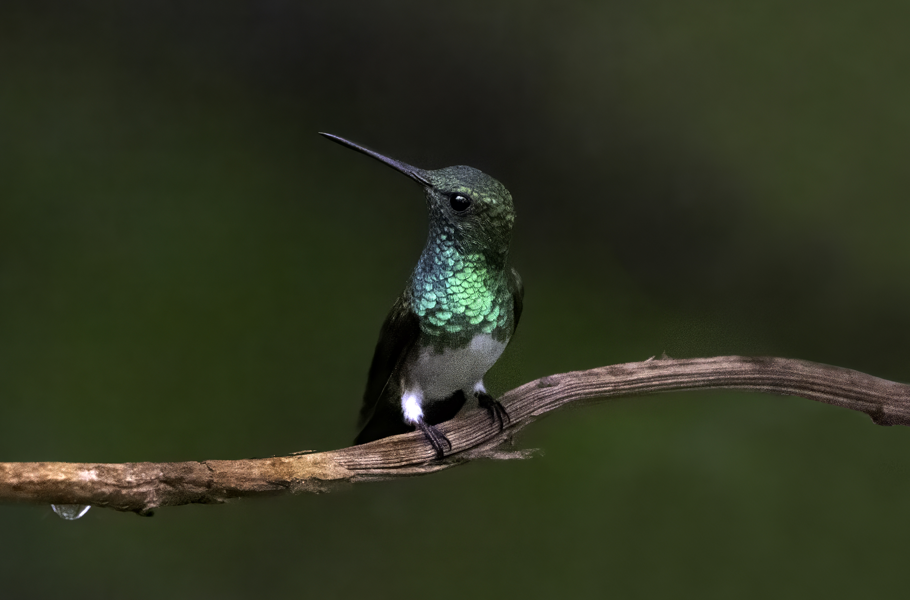 Snowy-bellied Hummingbird
Saucerottia edward
English: Snowy-bellied Hummingbird
Español: Amazilia pechiblanca
Français: Ariane à ventre blanc
Scientific: Saucerottia edward

Cerro Azul, Panamá — Photo by Leo Wiznitzer