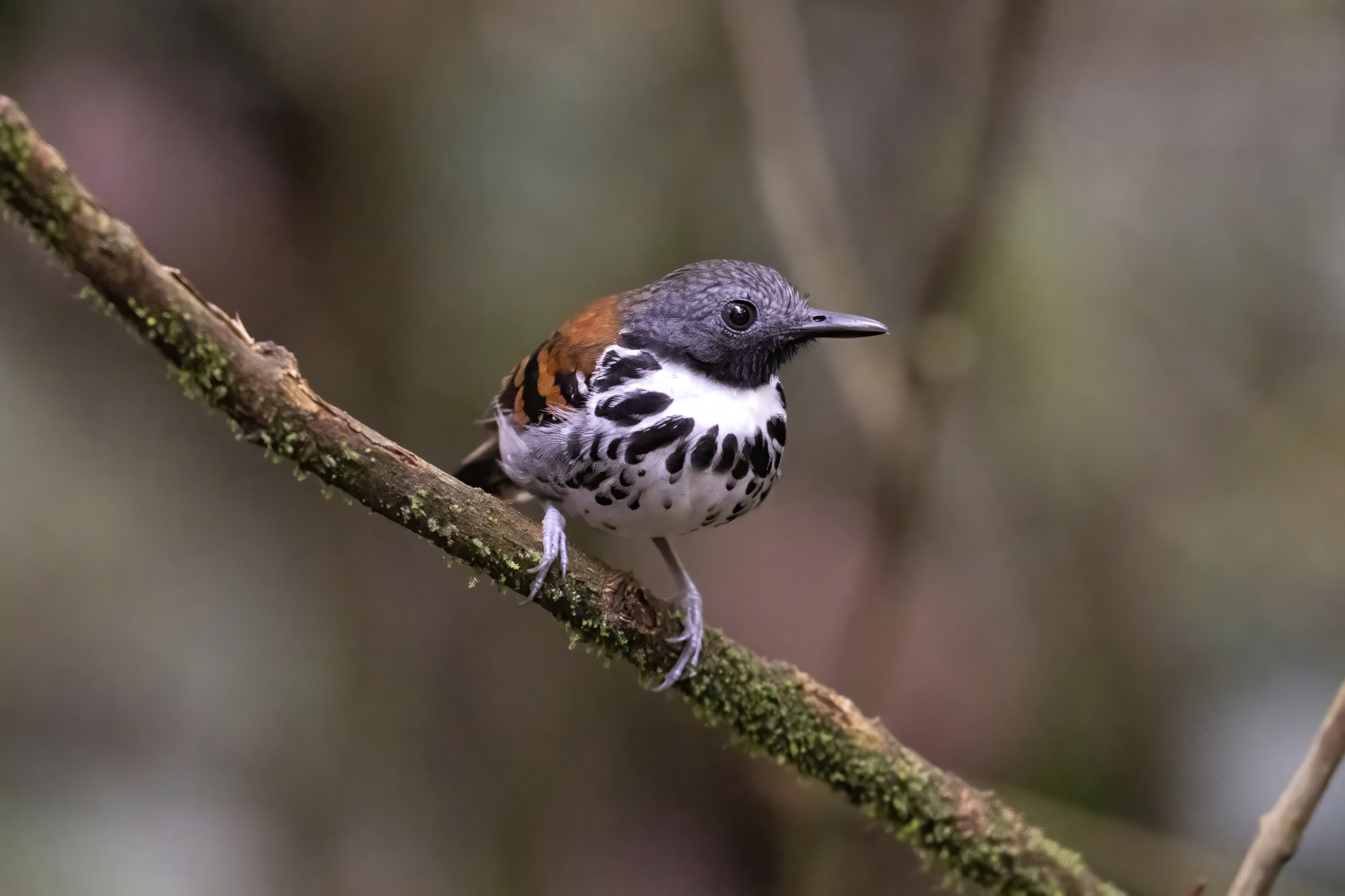 Spotted Antbird Hylophylax naevioides English: Spotted Antbird Español: Hormiguero collarejo Français: Fourmilier tacheté Scientific: Hylophylax naevioides Cerro Azul, Panamá — Photo by Leo Wiznitzer