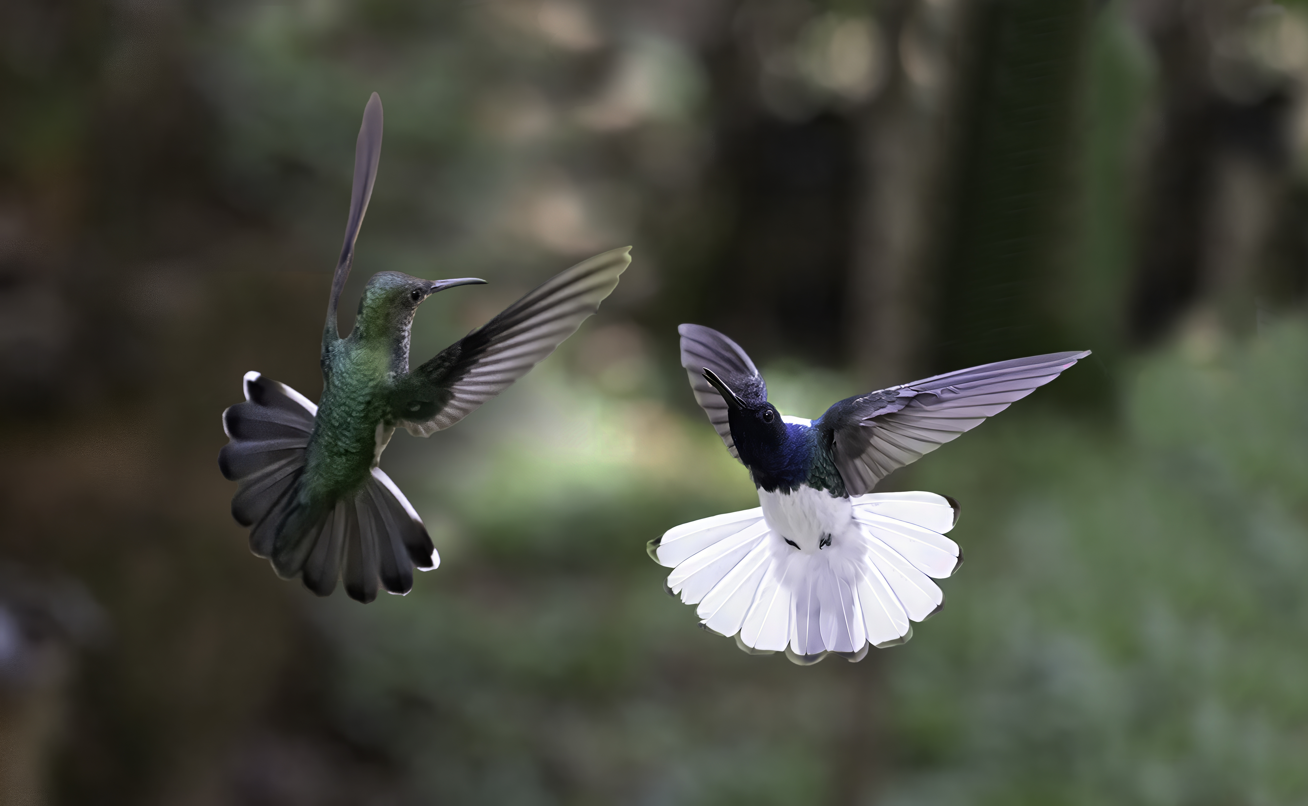 White-necked Jacobin
Florisuga mellivora
English: White-necked Jacobin
Español: Jacobino cuelliblanco
Français: Colibri jacobin
Scientific: Florisuga mellivora

Cerro Azul, Panamá — Photo by Leo Wiznitzer